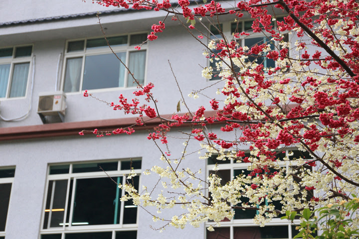 原鄉旅宿櫻花綻放